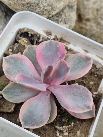 Echeveria Rainbow
