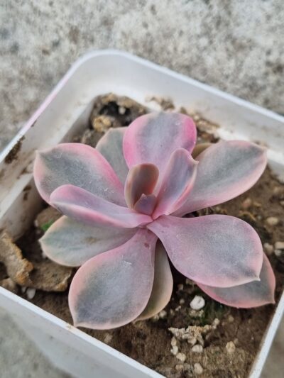 Echeveria Rainbow - Зображення 2