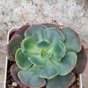 Echeveria Muesli