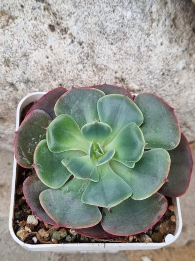Echeveria Muesli