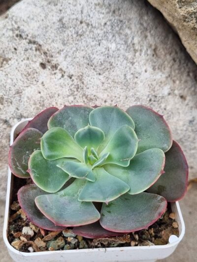Echeveria Muesli - Зображення 2