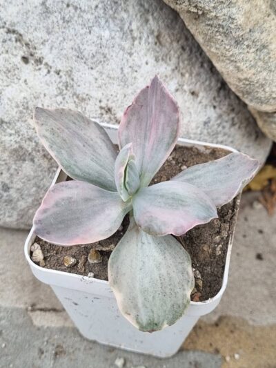 Echeveria Decora var - Зображення 2
