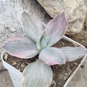 Echeveria Decora var