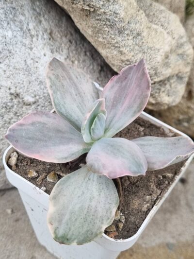 Echeveria Decora var