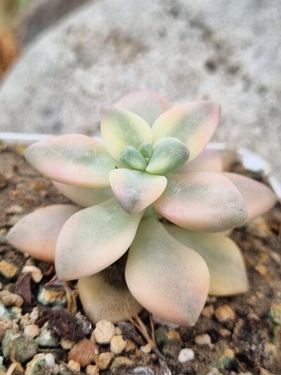 Graptopetalum Apricot var - Зображення 2