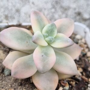Graptopetalum Apricot var