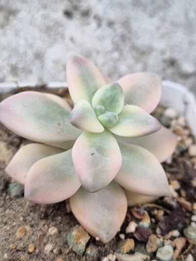 Graptopetalum Apricot var
