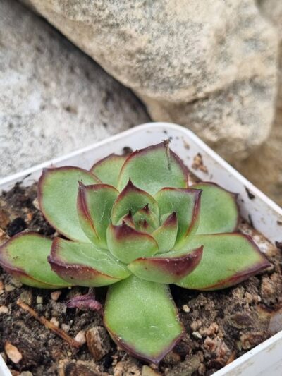 Echeveria Fire Pillar - Зображення 2