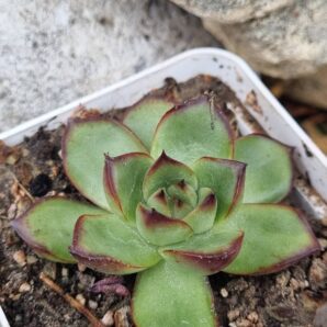 Echeveria Fire Pillar