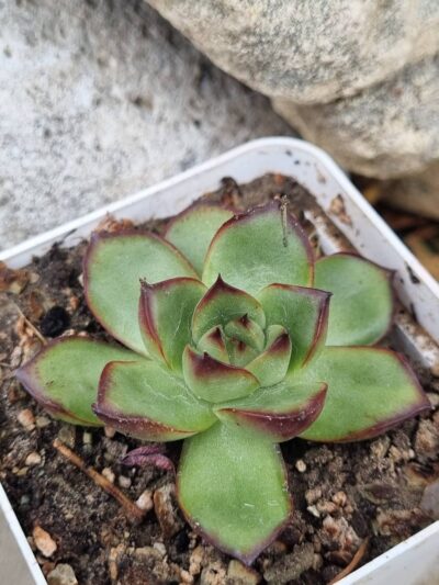 Echeveria Fire Pillar