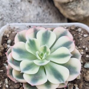 Echeveria Carousel