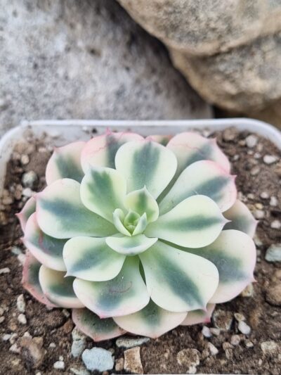 Echeveria Carousel