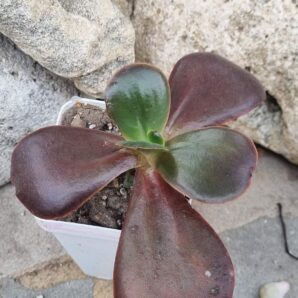 Echeveria Fireball