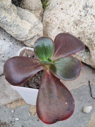 Echeveria Fireball