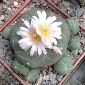 Lophophora williamsii -San Vinsent- насіння