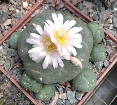 Lophophora williamsii -San Vinsent- насіння