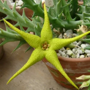 Stapelia caudata -пагони- | 101