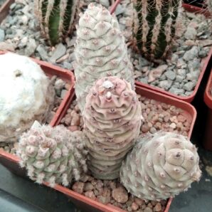 Tephrocactus strobilifirmis