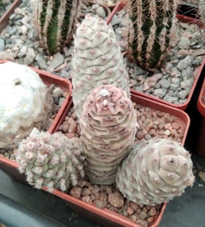 Tephrocactus strobilifirmis
