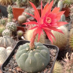 Matucana madisoniorum -насіння-