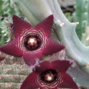 Caralluma subulata -пагони-