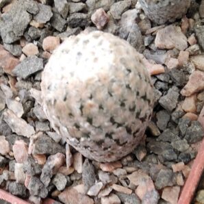 Pelecyphora valdesiana -L. Bercht-