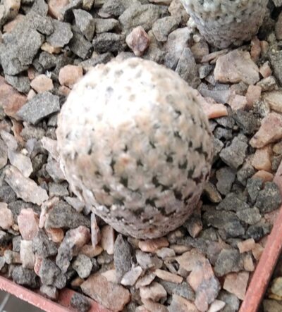 Pelecyphora valdesiana -L. Bercht-