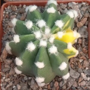 Echinopsis subdenudata f. variegata - насіння-