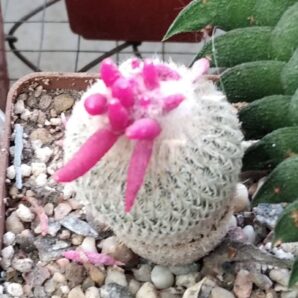Epithelantha micromeris