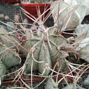 Astrophytum niveum "Weisse Stachel" -Koehres-