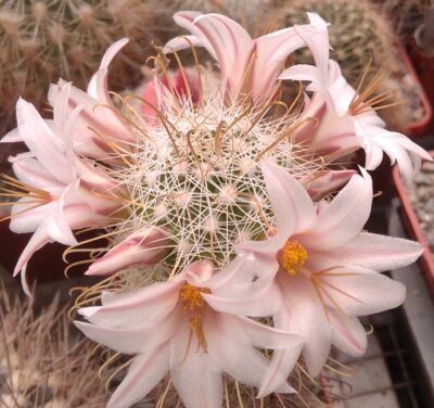 Mammillaria aff. hutchisoniana SB1655 -насіння-