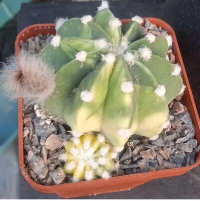 Echinopsis subdenudata f. variegata - насіння- - Зображення 3