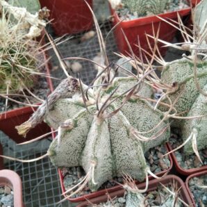 Astrophytum niveum "Weisse Stachel" -Koehres-