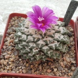Ariocarpus kotschoubeyanus -Koehres- насіння-