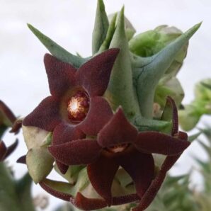 Caralluma hesperidum -пагони-