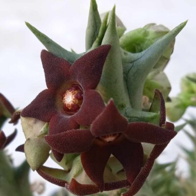 Caralluma hesperidum -пагони-