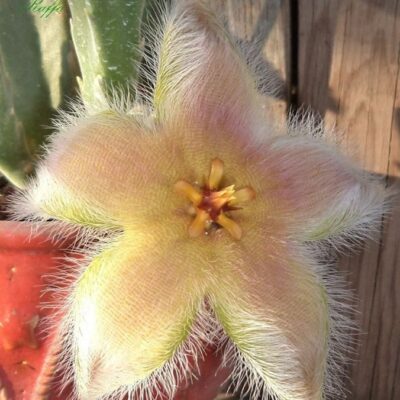 Stapelia desmetiana -пагони-