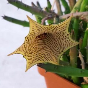 Huernia leachii - пагони
