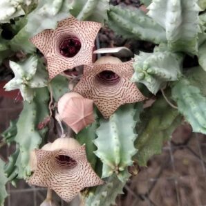 Huernia spec. PAV1604- пагони