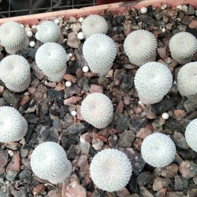 Epithelantha micromeris -сіянці-