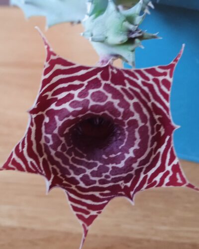 Huernia barbata -Koehres- пагони - Зображення 2