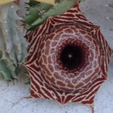 Huernia barbata -Koehres- пагони