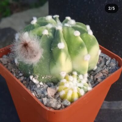 Echinopsis subdenudata f. variegata - насіння- - Зображення 2