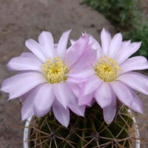 Acanthocalycium violaceum P 204 (семена)