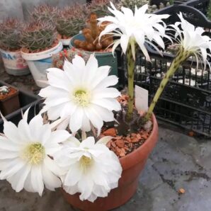 Echinopsis subdenudata L 943 (семена)