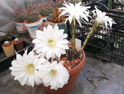 Echinopsis subdenudata L 943 (семена)