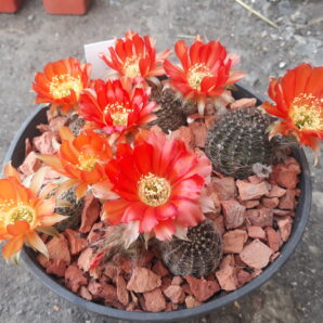 Lobivia rebutioides VG 628 (семена)