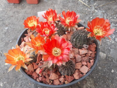 Lobivia rebutioides VG 628 (семена)