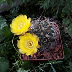Acanthocalycium munitum DH 10 (семена)