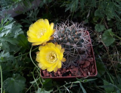 Acanthocalycium munitum DH 10 (семена)